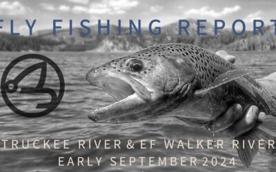 Fly Fishing Report | Truckee River and EF Walker River | early September 2024